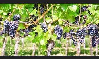 Imagem 10: Sala para alugar, 18 m² por R$ 1.190,00/mês - Jardim Itália - Vinhedo/SP