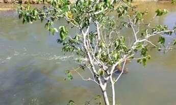 Imagem 4: Fazenda em Lizarda. 20mil dupla aptidão