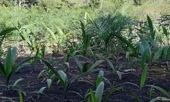 Imagem 6: LINDA CHACARA COM BICA D´AGUA PROXIMA A ANÁPOLIS!