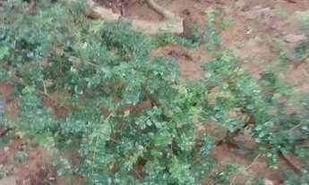 Imagem 7: Vende se mini chácara