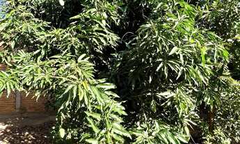 Imagem 7: Rancho / Casa em Panorama-SP próximo ao Rio