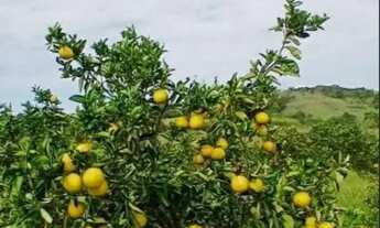 Imagem 3: Excelente sítio em São Vicente de Paula, Araruama Rj