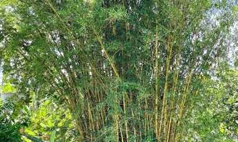 Imagem 5: Chácara dos Sonhos Conforto, Lazer e Natureza em um só lugar!