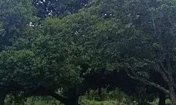 Imagem 2: Chácara cai Saras água limpa Goiás Pirenópolis