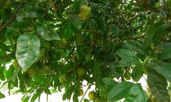 Imagem 4: Chácara em agudos do sul