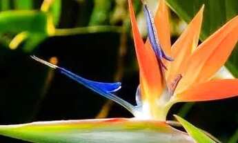 Imagem: Vendo bom lote São Sebastião DF