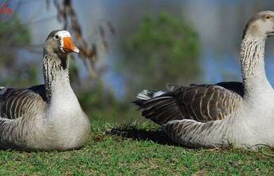 Imagem 7: Terreno à venda, 640 m² por R$ 928.000,00 - Residencial Morada dos Lagos - Barueri/SP