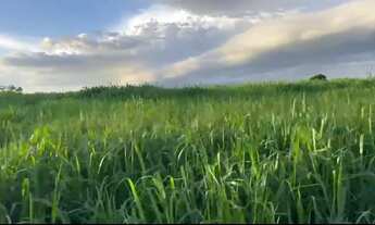 Imagem: Fazenda em Guarai