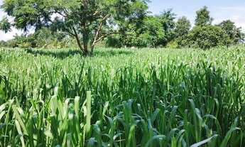 Imagem 2: Chácara Chácara com venda por R$350.000