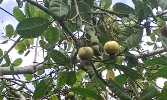 Imagem 3: Vendo uma chácara no Distrito de María Quitéria São José. Casa com varanda , três quartos