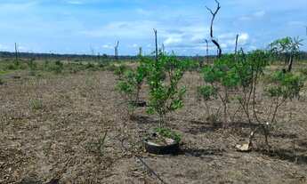 Imagem 2: Sitio de 21 Alqueires Baixei preço