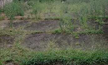 Imagem 4: São Paulo - Terreno Padrão - Jardim Peri