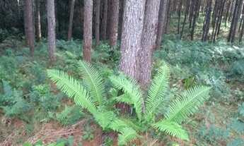 Imagem: Chácara em agudos do sul
