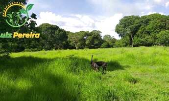 Imagem: FAZENDA À VENDA NO FORMOSO DO ARAGUAIA
