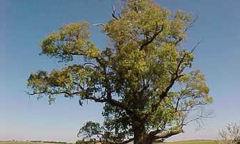Imagem 3: Casa com 3 dormitórios à venda, 357 m² por R$ 680.000,00 - Condomínio Capela do Barreiro