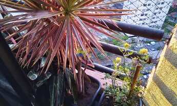 Imagem 4: SãO PAULO - Apartamento Padrão - Jardim Celeste