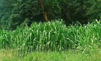 Imagem 4: Lote barato com doc ok e localização ótima