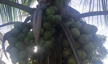 Imagem 3: Sítio Heitorai Chácara com venda por R$1.100