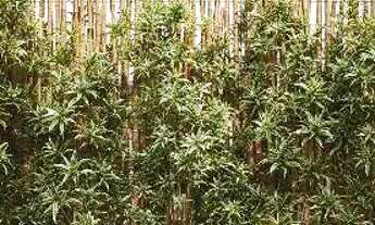 Imagem 7: Apartamento a venda em Construção em Intermares - AP9488