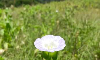 Imagem 7: Terrenos no interior de São Paulo - 500m² - Ibiuna