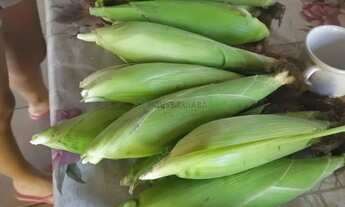 Imagem 2: FAZENDA A VENDA EM VILA APARECIDA. MUNICÍPIO DE CÁCERES