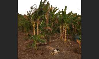 Imagem 2: Terreno em bom Jardim s.jose de ribamar