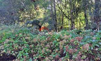 Imagem 6: Lote em Rua 21 - Alpes - São Francisco de Paula/RS