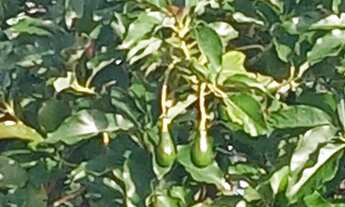 Imagem 5: Casa barata em Sussuarana