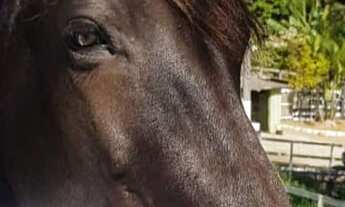 Imagem 7: Fazenda / Haras / Rancho / Sítio / Hotel Fazenda / Itatiaiuçu