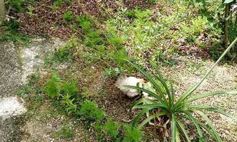 Imagem 2: Vendo chácara Chácara com venda por R$250.000