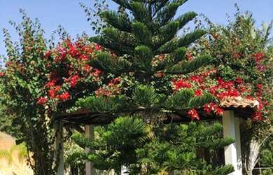 Imagem 7: Sítio em Arrozal - Pirai - RJ com 47.970m