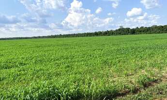 Imagem 3: Fazenda arrenda outra vende 15.900hec planta 1.800hec hoje