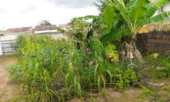 Imagem 4: Casa de fundo palmeiras dos índios Alagoas