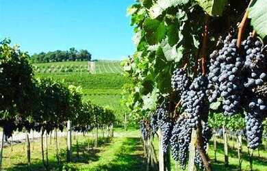 Imagem 3: Sala para alugar, 18 m² por R$ 1.190,00/mês - Jardim Itália - Vinhedo/SP