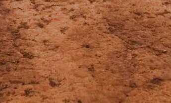 Imagem 2: Fazenda de arrendamento 1.500hec em Itiquira MT