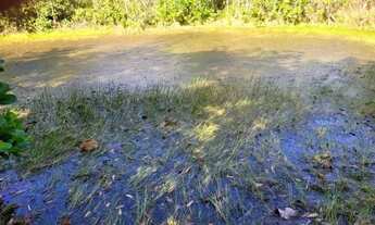 Imagem 5: Chácara à venda - 55 hectares (11 alqueires) - Palmas/TO