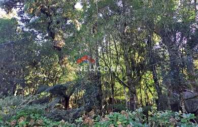 Imagem 2: Lote em Rua 21 - Alpes - São Francisco de Paula/RS