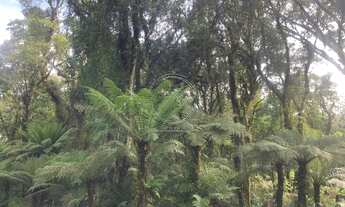 Imagem 4: Terreno no Condomínio O Bosque em Gramado