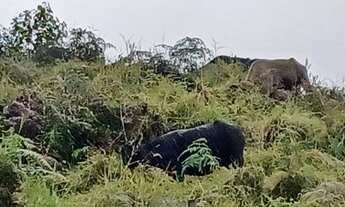 Imagem 2: 20 alqueires com muita pastagem