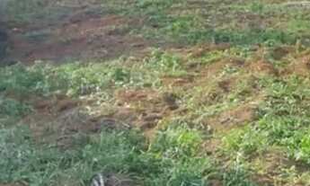 Imagem 5: Granja para 1200 Poedeiras