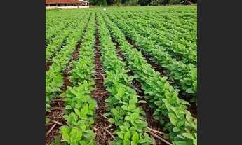 Imagem: Vende-se Fazenda de 386 alqueires em Padre