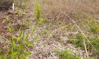 Imagem 3: ÁREA PARA FORMAR CHÁCARA