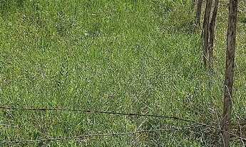 Imagem 4: Vende_se um terreno