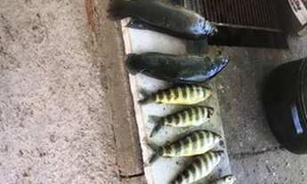 Imagem 4: Rancho/Casa de Madeira muito top na Serra da Mesa