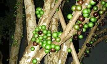 Imagem 2: Casa com 4 dormitórios à venda, 400 m² por R$ 2.200.000,00 - Capital Ville - Jundiaí/SP