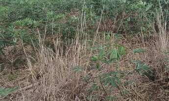 Imagem: Terreno (chácara) em águas lindas