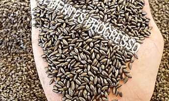 Imagem 2: SEMENTES PARA PASTAGENS faça seu orçamento