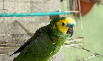 Imagem 7: Duas casas no Lote Casa de Rua com 5 Quarto(s) e 3 banheiro(s) à Venda, 189.00 por R$ 6900