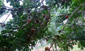 Imagem 3: Chácara ! Aceito imóveis