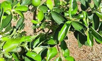 Imagem 5: Vendo lote. Faço trocas